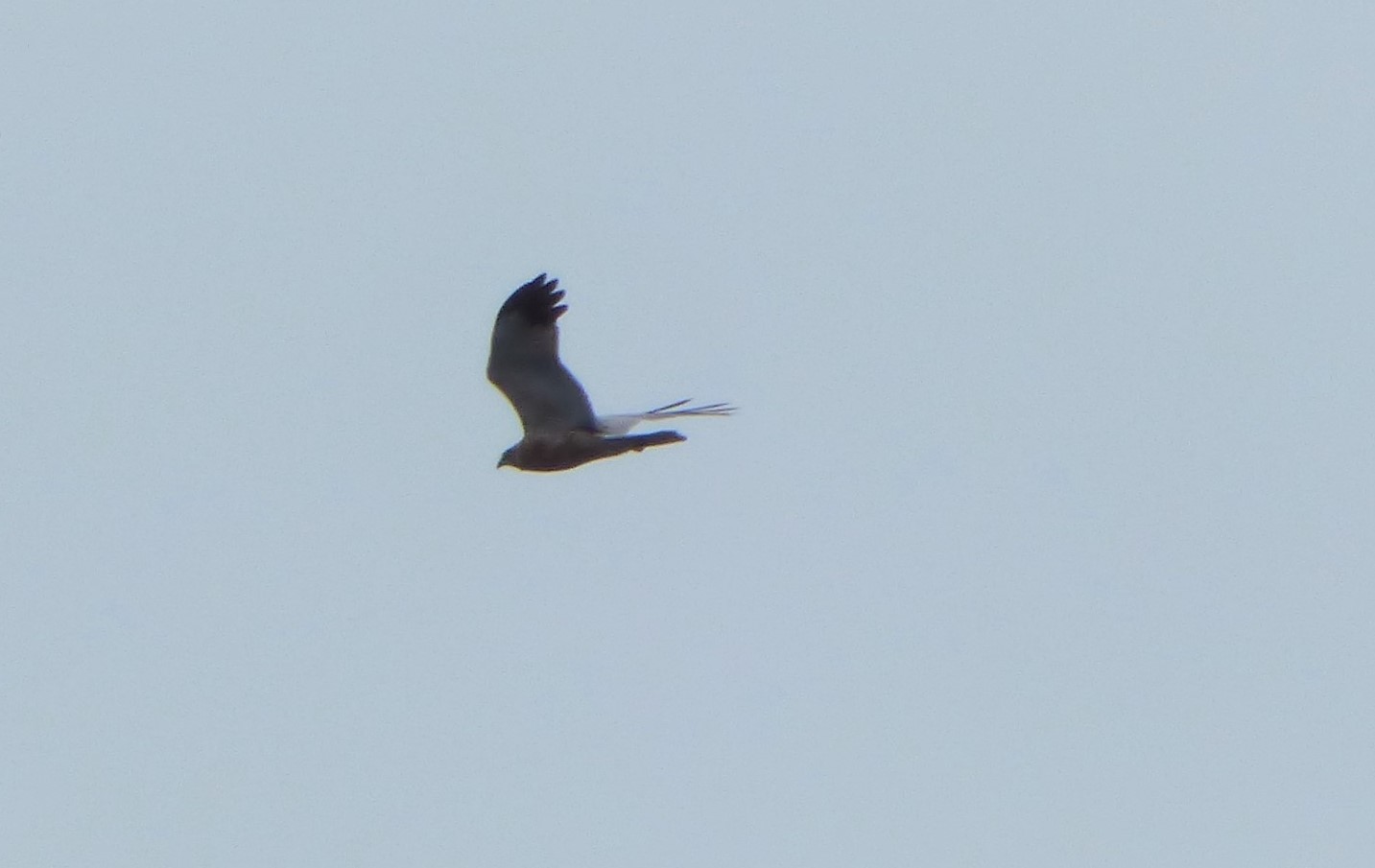 Falco di palude (Circus aeruginosus) 